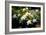 Gardenia Flower Field-Vivienne Dupont-Framed Premium Giclee Print