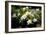 Gardenia Flower Field-Vivienne Dupont-Framed Art Print