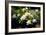 Gardenia Flower Field-Vivienne Dupont-Framed Art Print