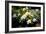 Gardenia Flower Field-Vivienne Dupont-Framed Art Print