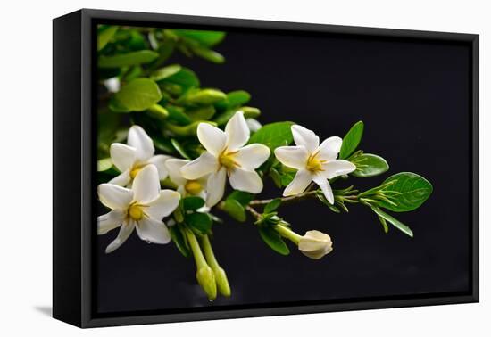 Gardenia Flower on Black-crystalfoto-Framed Premier Image Canvas