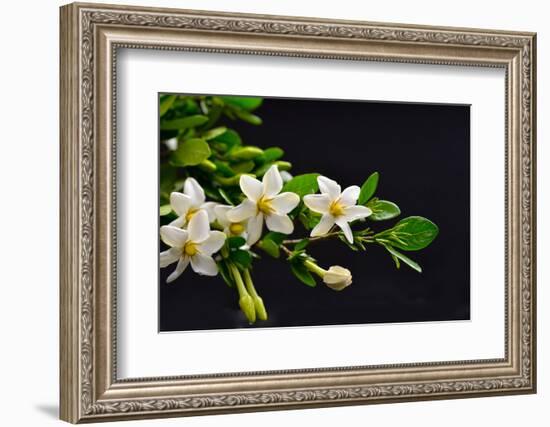 Gardenia Flower on Black-crystalfoto-Framed Photographic Print