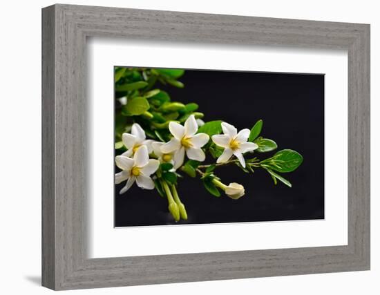 Gardenia Flower on Black-crystalfoto-Framed Photographic Print