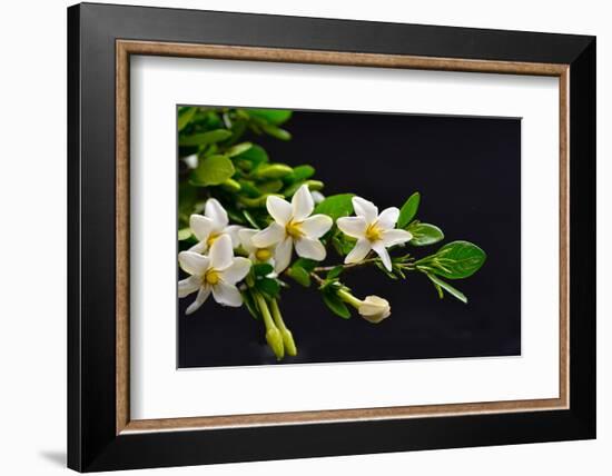 Gardenia Flower on Black-crystalfoto-Framed Photographic Print