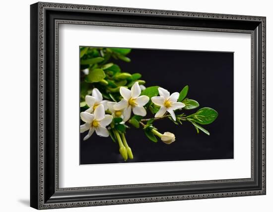 Gardenia Flower on Black-crystalfoto-Framed Photographic Print