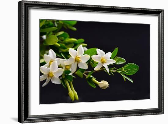 Gardenia Flower on Black-crystalfoto-Framed Photographic Print