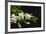 Gardenia Flower on Black-crystalfoto-Framed Photographic Print