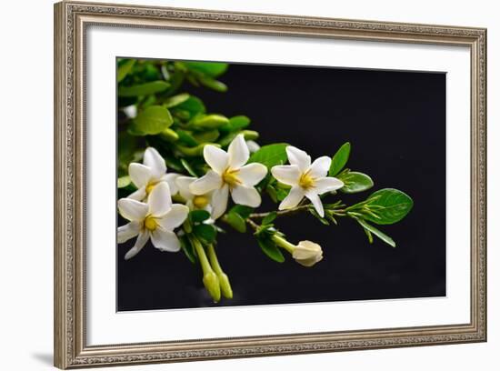 Gardenia Flower on Black-crystalfoto-Framed Photographic Print