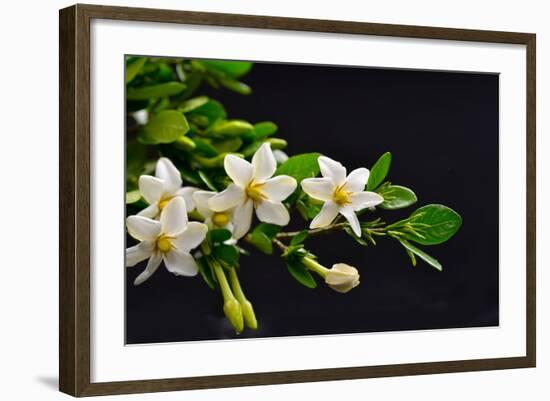 Gardenia Flower on Black-crystalfoto-Framed Photographic Print