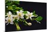 Gardenia Flower on Black-crystalfoto-Mounted Photographic Print