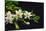 Gardenia Flower on Black-crystalfoto-Mounted Photographic Print
