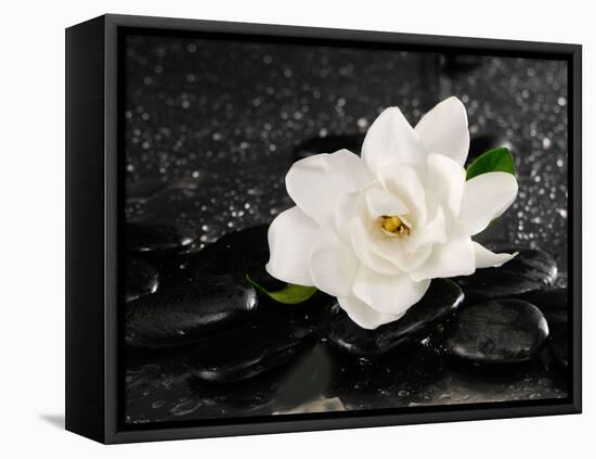 Gardenia Flower-crystalfoto-Framed Premier Image Canvas