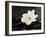 Gardenia Flower-crystalfoto-Framed Photographic Print