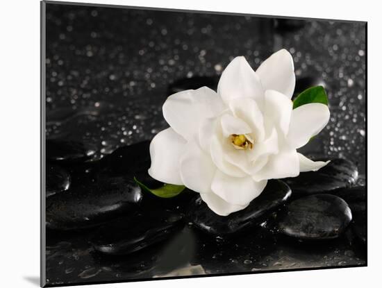 Gardenia Flower-crystalfoto-Mounted Photographic Print