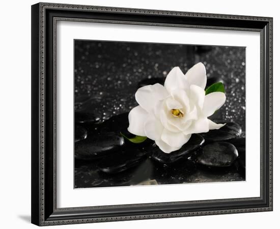 Gardenia Flower-crystalfoto-Framed Photographic Print