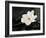 Gardenia Flower-crystalfoto-Framed Photographic Print