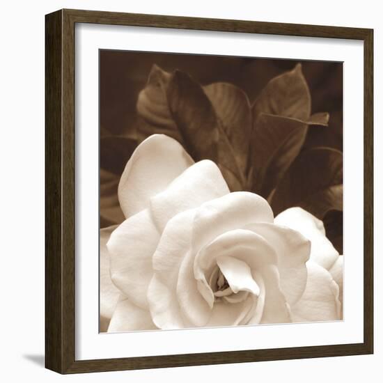 Gardenia Garden-Rebecca Swanson-Framed Photographic Print