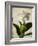 Gardenia Grunge I-Honey Malek-Framed Art Print