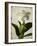 Gardenia Grunge I-Honey Malek-Framed Art Print