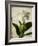 Gardenia Grunge I-Honey Malek-Framed Art Print