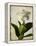 Gardenia Grunge I-Honey Malek-Framed Stretched Canvas