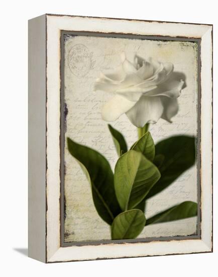 Gardenia Grunge I-Honey Malek-Framed Stretched Canvas