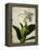 Gardenia Grunge I-Honey Malek-Framed Stretched Canvas