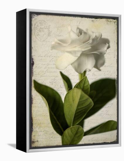 Gardenia Grunge I-Honey Malek-Framed Stretched Canvas