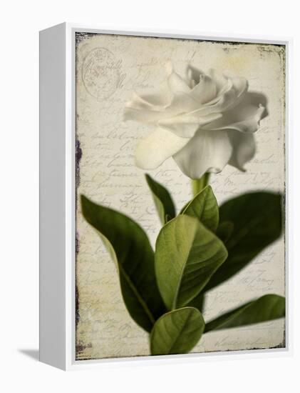 Gardenia Grunge I-Honey Malek-Framed Stretched Canvas