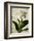 Gardenia Grunge I-Honey Malek-Framed Art Print