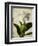 Gardenia Grunge I-Honey Malek-Framed Premium Giclee Print