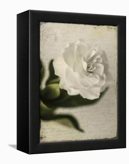 Gardenia Grunge II-Honey Malek-Framed Stretched Canvas