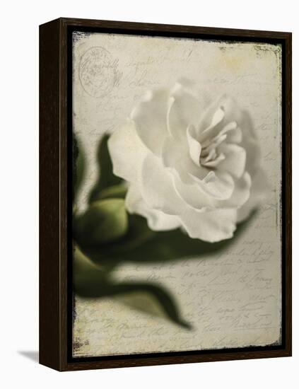 Gardenia Grunge II-Honey Malek-Framed Stretched Canvas