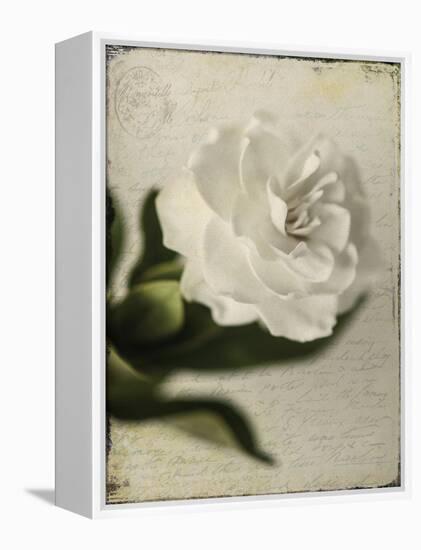 Gardenia Grunge II-Honey Malek-Framed Stretched Canvas