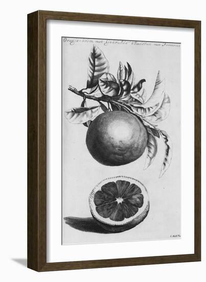 Gardens, Fruits, Flowers and Designs for Mazes and Parterres; De Koninglycke Hovnier Aanwzende De…-H. Cause-Framed Giclee Print