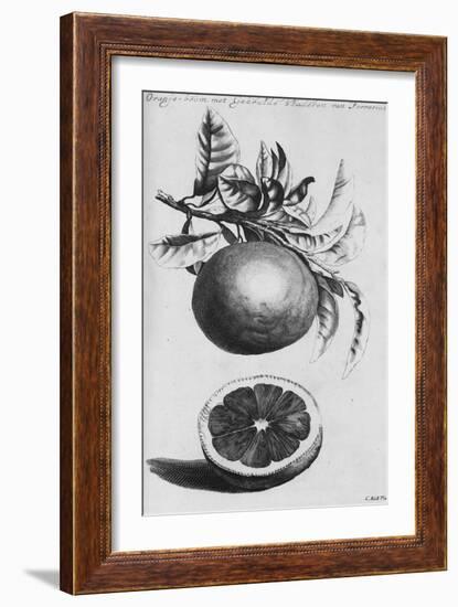 Gardens, Fruits, Flowers and Designs for Mazes and Parterres; De Koninglycke Hovnier Aanwzende De…-H. Cause-Framed Giclee Print