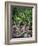 Gardens of Tabacon Hot Springs, Costa Rica-Michele Westmorland-Framed Photographic Print