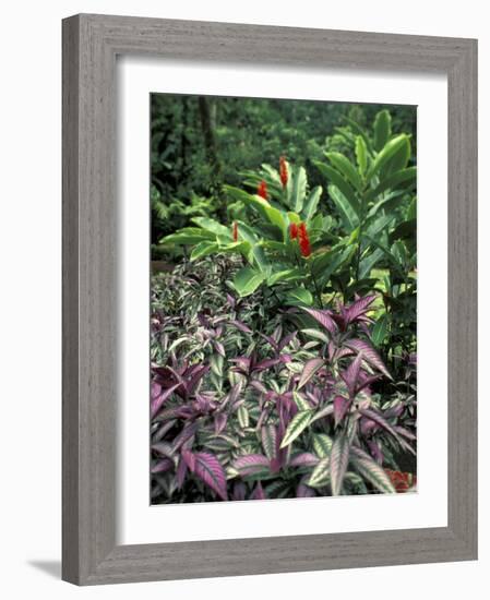 Gardens of Tabacon Hot Springs, Costa Rica-Michele Westmorland-Framed Photographic Print