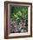 Gardens of Tabacon Hot Springs, Costa Rica-Michele Westmorland-Framed Photographic Print