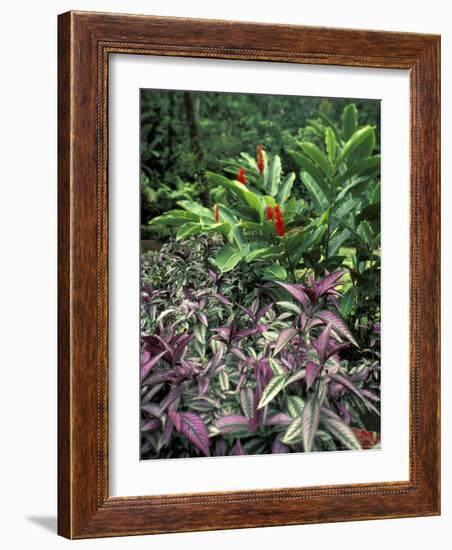 Gardens of Tabacon Hot Springs, Costa Rica-Michele Westmorland-Framed Photographic Print