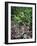 Gardens of Tabacon Hot Springs, Costa Rica-Michele Westmorland-Framed Photographic Print