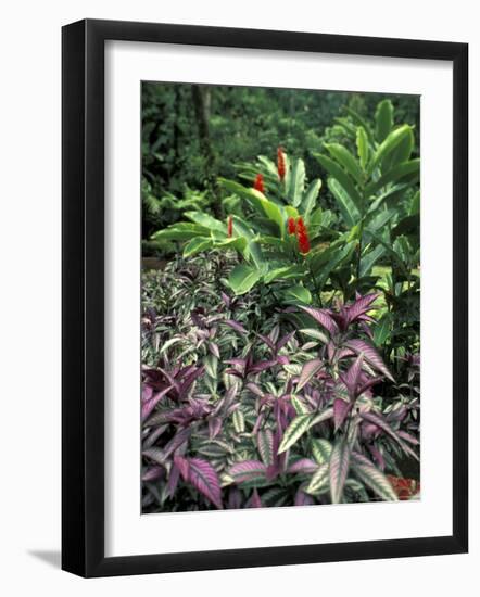 Gardens of Tabacon Hot Springs, Costa Rica-Michele Westmorland-Framed Photographic Print