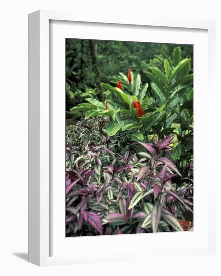 Gardens of Tabacon Hot Springs, Costa Rica-Michele Westmorland-Framed Photographic Print