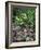 Gardens of Tabacon Hot Springs, Costa Rica-Michele Westmorland-Framed Photographic Print