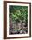 Gardens of Tabacon Hot Springs, Costa Rica-Michele Westmorland-Framed Photographic Print