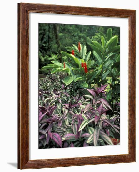 Gardens of Tabacon Hot Springs, Costa Rica-Michele Westmorland-Framed Photographic Print