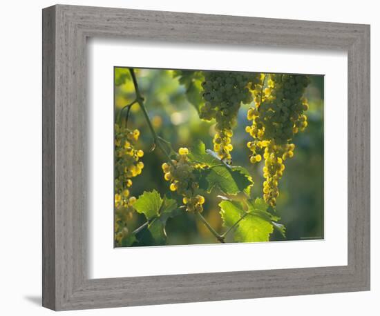 Garganega Grapes, Soave, Veneto, Italy, Europe-Michael Newton-Framed Photographic Print