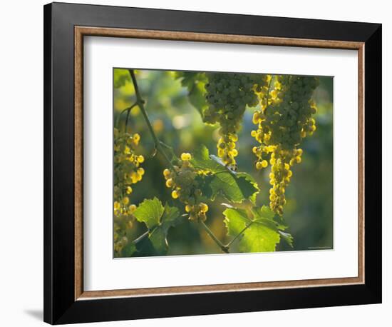 Garganega Grapes, Soave, Veneto, Italy, Europe-Michael Newton-Framed Photographic Print