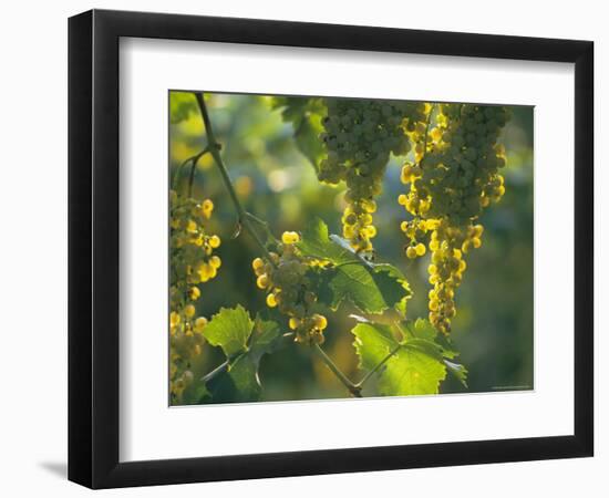 Garganega Grapes, Soave, Veneto, Italy, Europe-Michael Newton-Framed Photographic Print