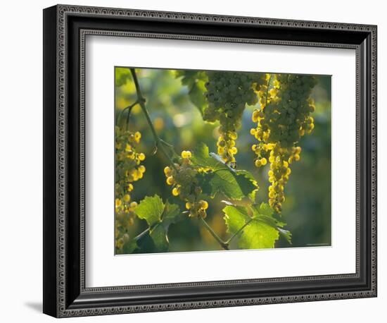 Garganega Grapes, Soave, Veneto, Italy, Europe-Michael Newton-Framed Photographic Print